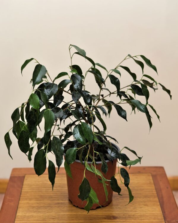 ficus-benjamina