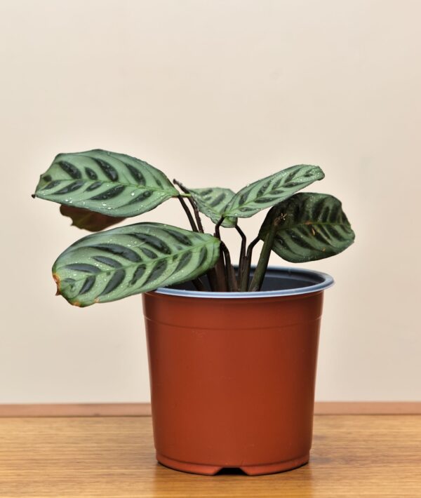 maranta-amabilis-m