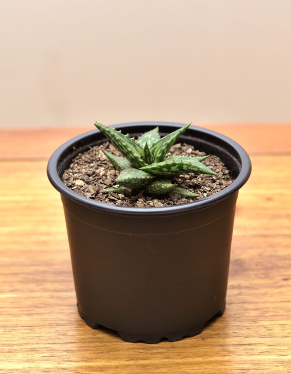 aloe jucunda