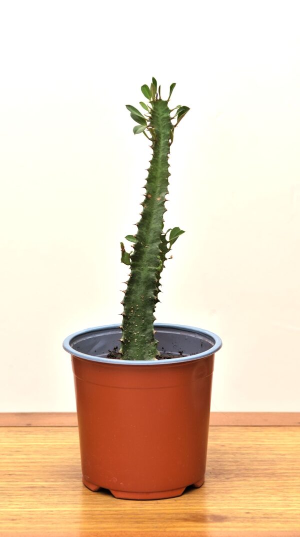 euphorbia trigona chica