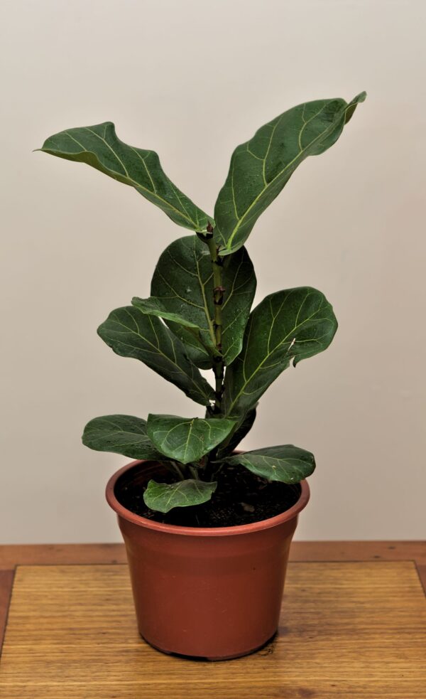 ficus-lyrata-bambino