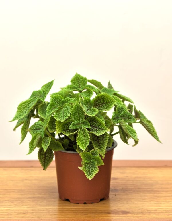 pilea mollis